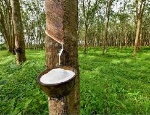 Is Natural Rubber the Next Critical Material to Challenge the U.S. Economy?